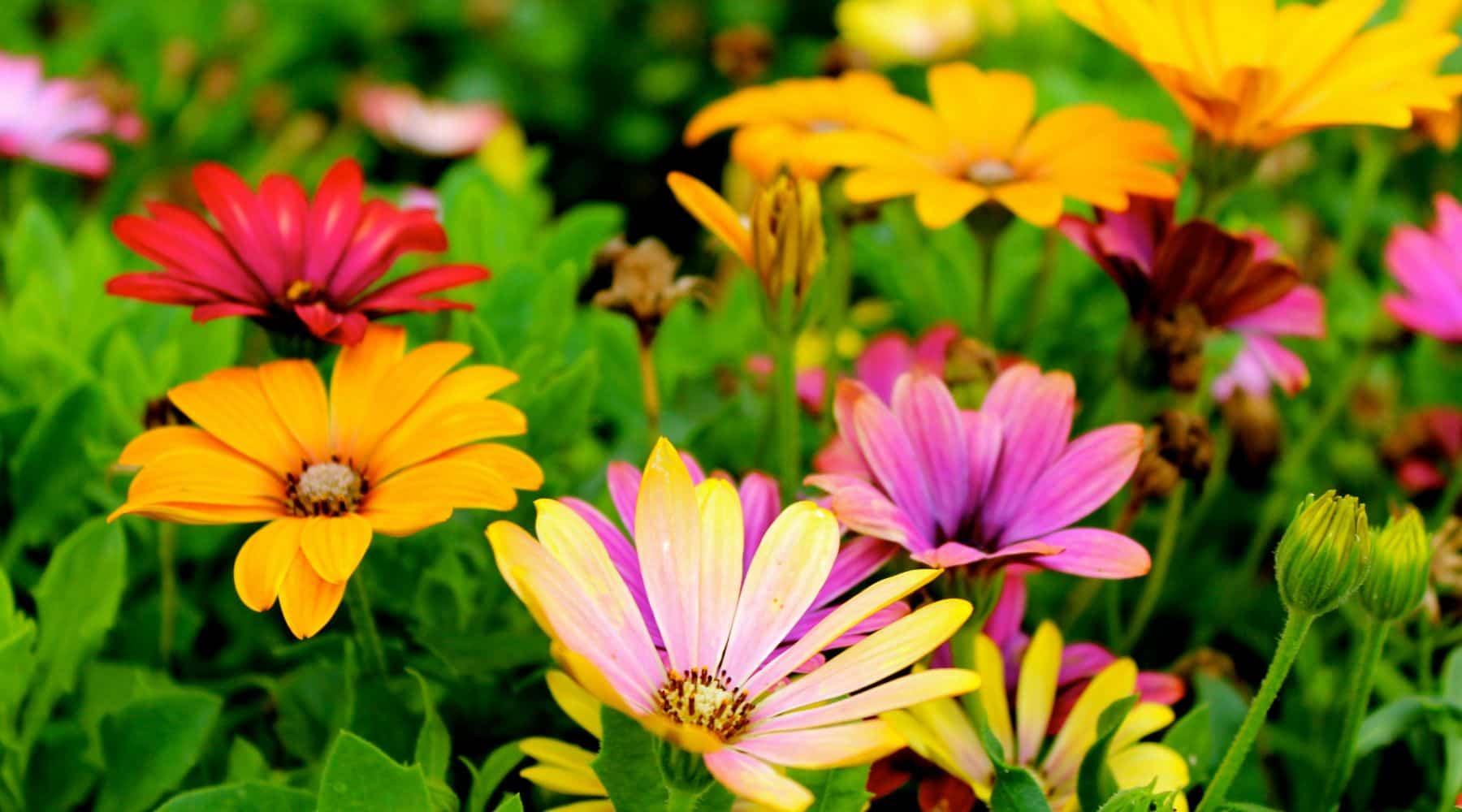 bloom greenhouses image banner